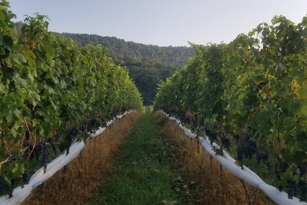 An inside look of the vines at Fifty-Third.